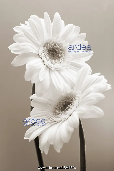 : Gerbera : Gerbera
