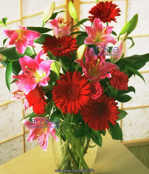 : Gerbera : Gerbera