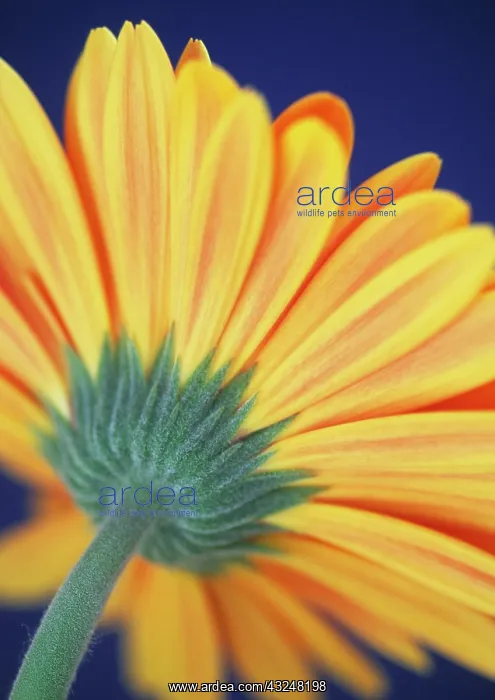 : Gerbera : Gerbera