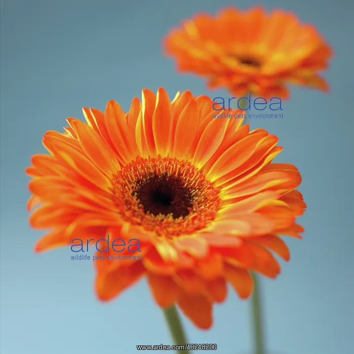 : Gerbera. Magnolia : Gerbera. Magnolia