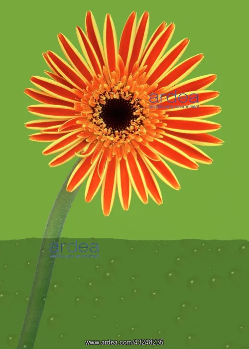: Gerbera : Gerbera