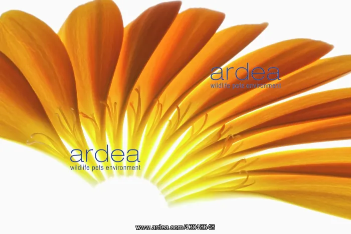 : Gerbera, Barberton daisy : Gerbera, Barberton daisy