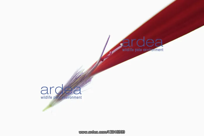 : Gerbera, Barberton daisy : Gerbera, Barberton daisy