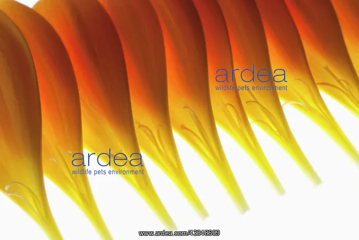 : Gerbera, Barberton daisy : Gerbera, Barberton daisy