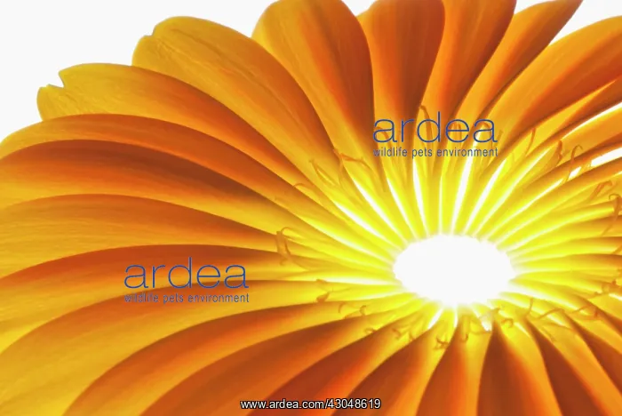 : Gerbera, Barberton daisy : Gerbera, Barberton daisy