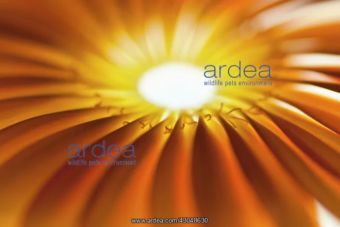 : Gerbera, Barberton daisy : Gerbera, Barberton daisy