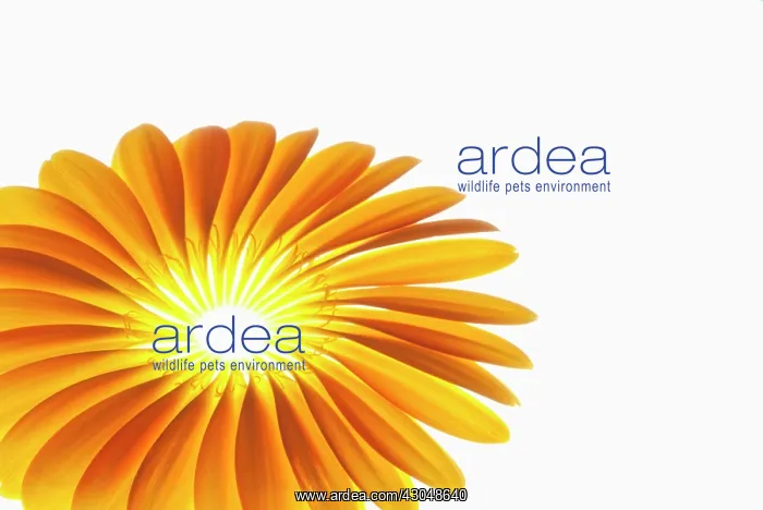 : Gerbera, Barberton daisy : Gerbera, Barberton daisy