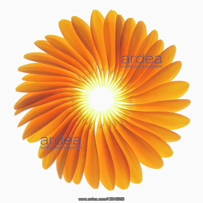 : Gerbera, Barberton daisy : Gerbera, Barberton daisy