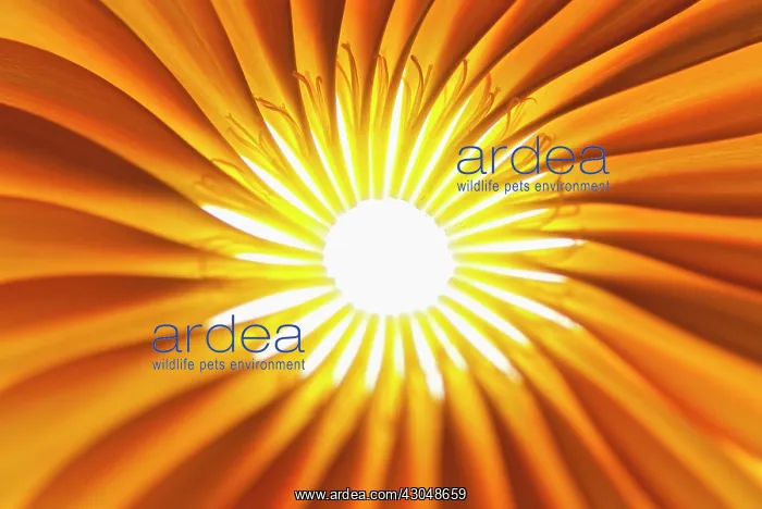 : Gerbera, Barberton daisy : Gerbera, Barberton daisy