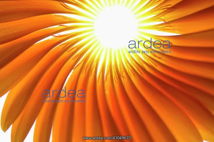 : Gerbera, Barberton daisy : Gerbera, Barberton daisy
