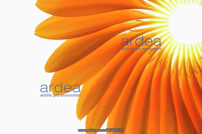 : Gerbera, Barberton daisy : Gerbera, Barberton daisy