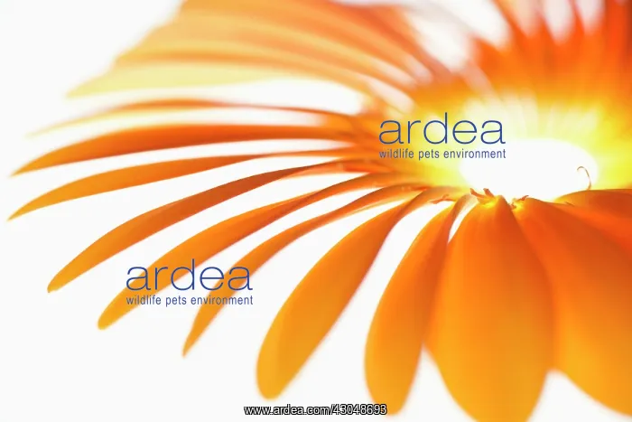 : Gerbera, Barberton daisy : Gerbera, Barberton daisy