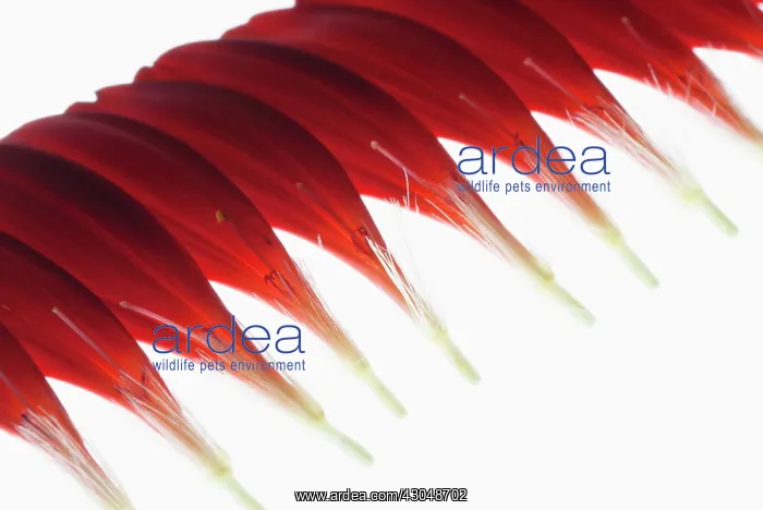 : Gerbera, Barberton daisy : Gerbera, Barberton daisy