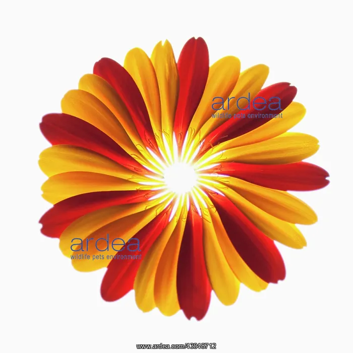 : Gerbera, Barberton daisy : Gerbera, Barberton daisy
