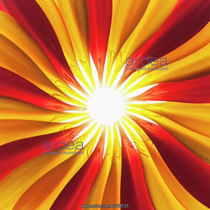 : Gerbera, Barberton daisy : Gerbera, Barberton daisy