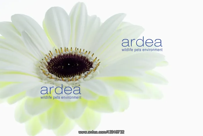 : Gerbera, Barberton daisy : Gerbera, Barberton daisy