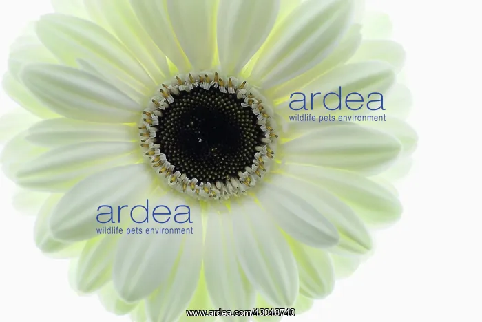 : Gerbera, Barberton daisy : Gerbera, Barberton daisy