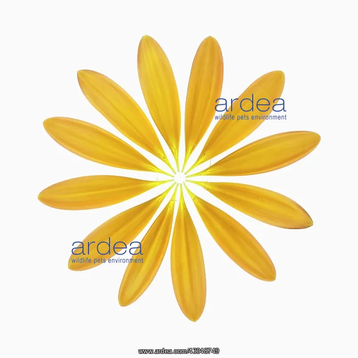 : Gerbera, Barberton daisy : Gerbera, Barberton daisy