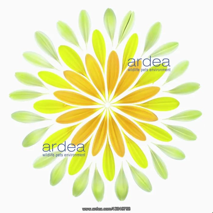 : Gerbera, Barberton daisy : Gerbera, Barberton daisy
