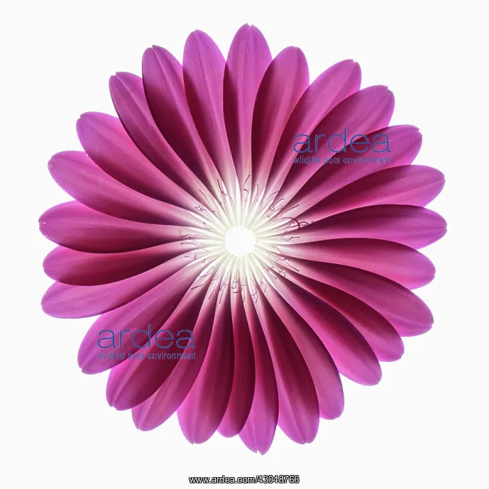 : Gerbera, Barberton daisy : Gerbera, Barberton daisy