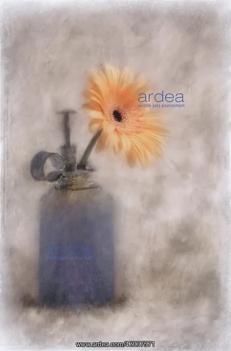 : Gerbera, Barberton daisy : Gerbera, Barberton daisy