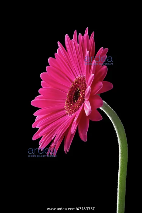 : Gerbera, Barberton daisy, Gerbera jamesonii, Side : Gerbera, Barberton daisy, Gerbera jamesonii, Side