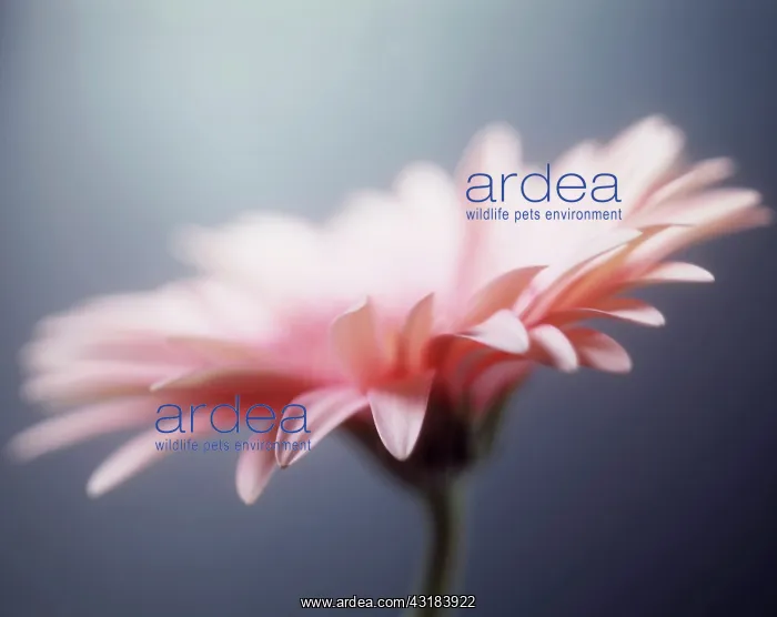 : Gerbera daisy, Gerbera jamesonii, Side view of a : Gerbera daisy, Gerbera jamesonii, Side view of a