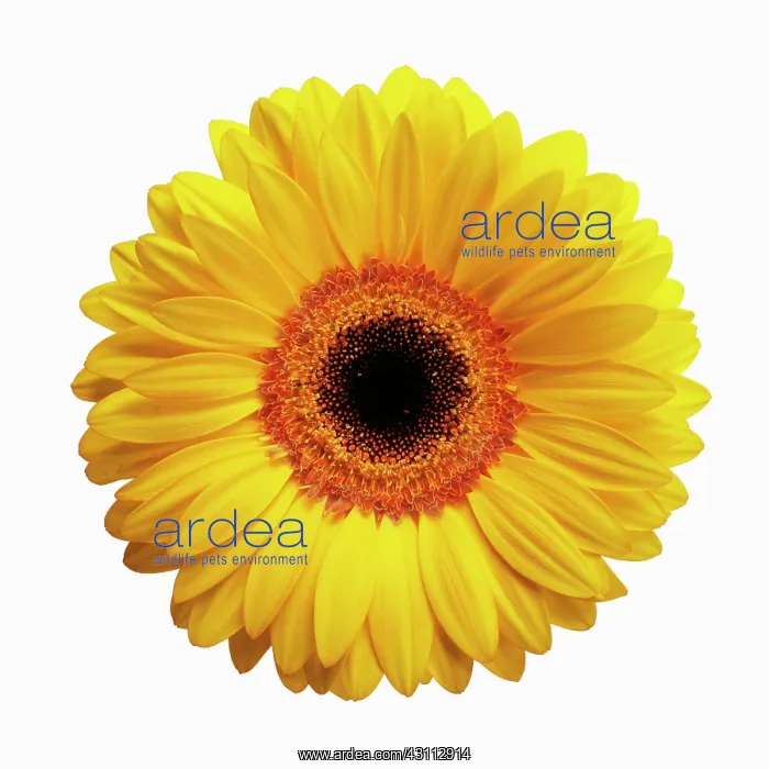 : Gerbera daisy, Gerbera jamesonii, Yellow flower : Gerbera daisy, Gerbera jamesonii, Yellow flower