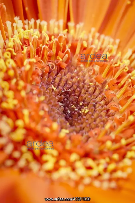 : Gerbera flower detail - Norfolk UK : Gerbera flower detail - Norfolk UK