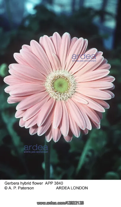  : Gerbera hybrid flower