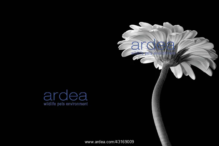 : Gerbera jamesonii, black and white flower viewed from undern : Gerbera jamesonii, black and white flower viewed from undern