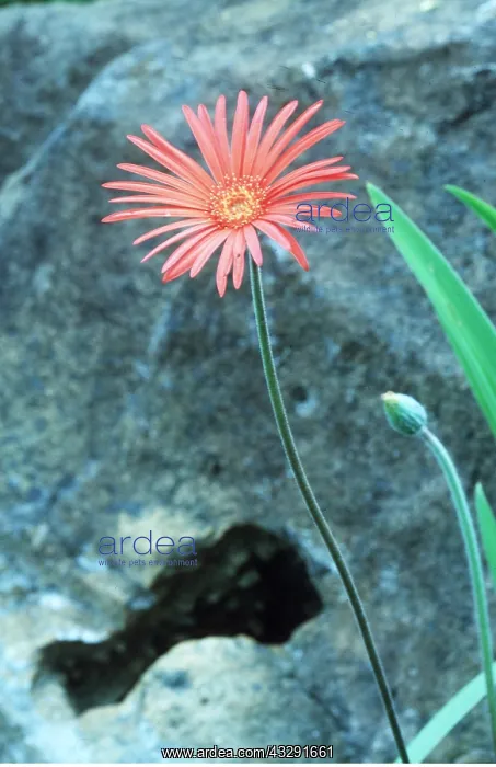 : GERBERA JAMESONII - flower : GERBERA JAMESONII - flower