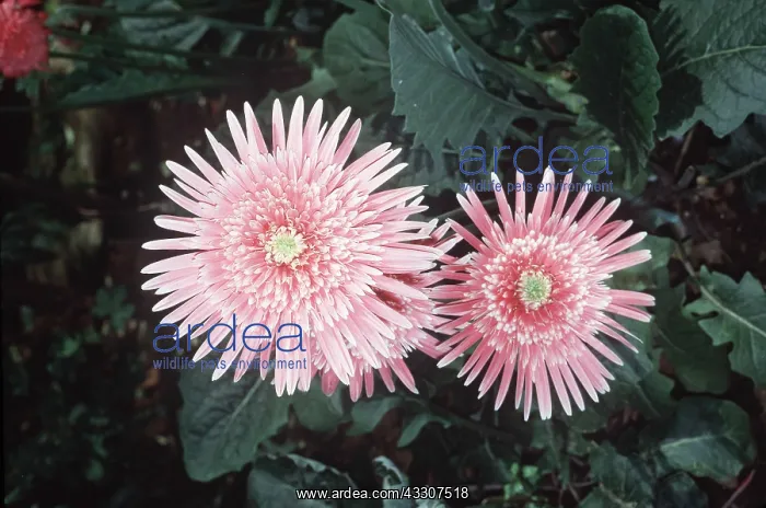 : GERBERA JAMESONII - flower : GERBERA JAMESONII - flower