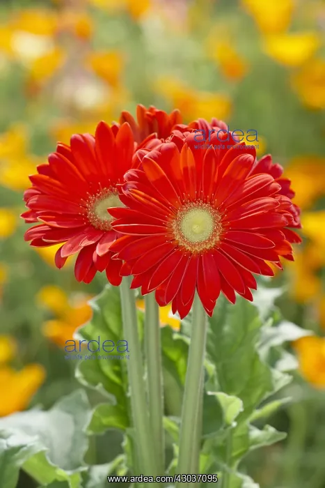 : Gerbera Mega Revolution Bright Red and Californian Poppies : Gerbera Mega Revolution Bright Red and Californian Poppies