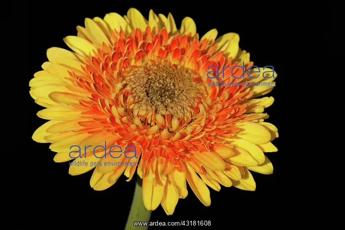 : Gerbera, A studio shot of a yellow and orange double : Gerbera, A studio shot of a yellow and orange double