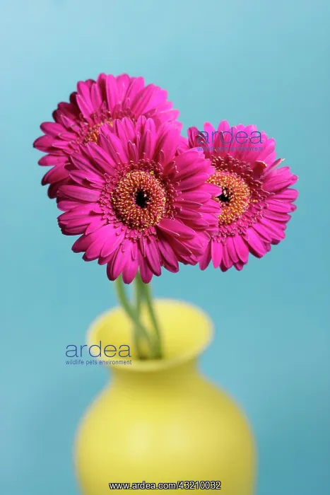: Gerberas (Asteraceae) in a yellow vase : Gerberas (Asteraceae) in a yellow vase