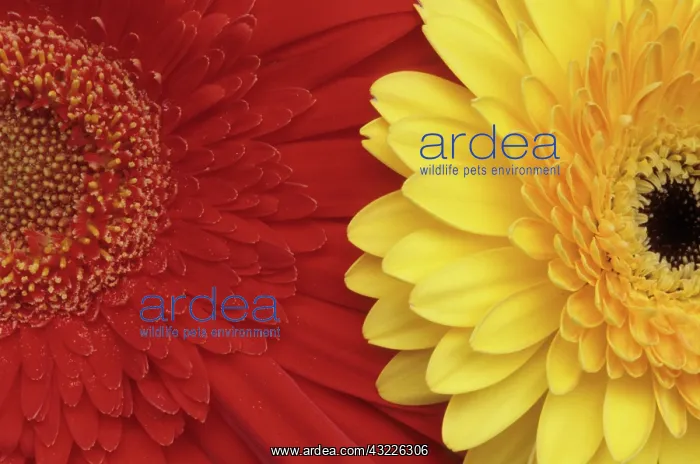 : Gerbery Daisy : Gerbery Daisy