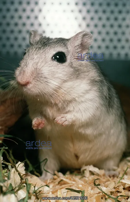  : GERBIL