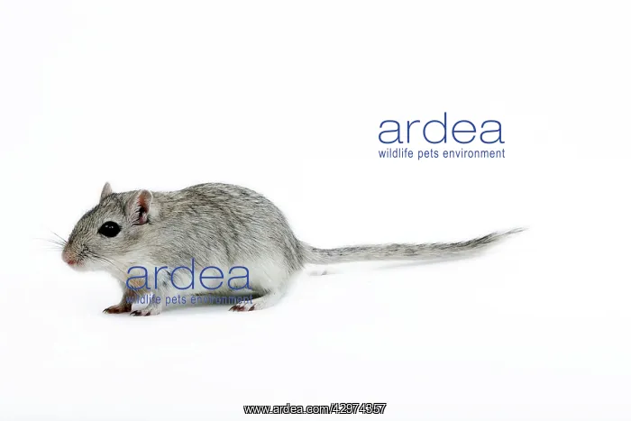  : Gerbil