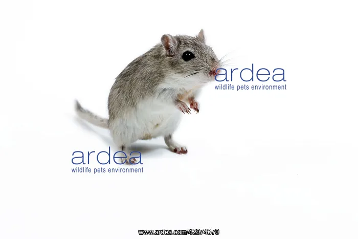  : Gerbil