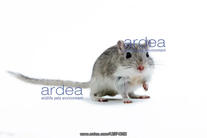  : Gerbil