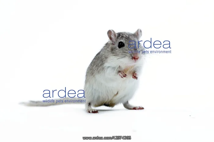  : Gerbil