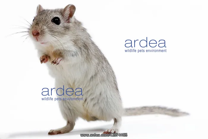  : Gerbil