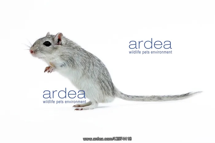 : Gerbil