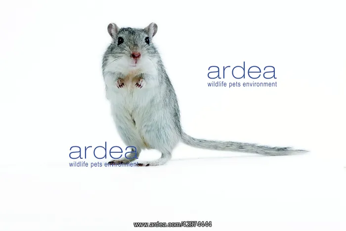  : Gerbil