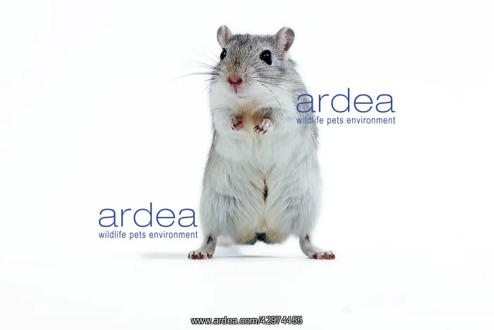  : Gerbil