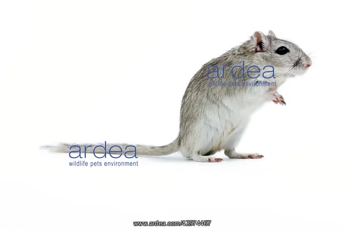  : Gerbil