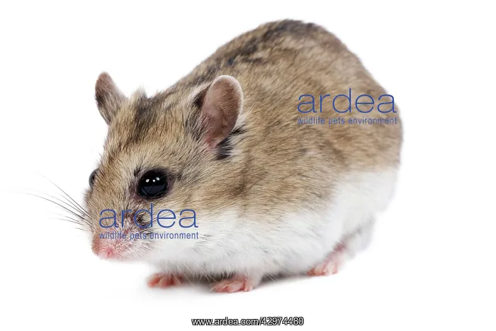  : Gerbil