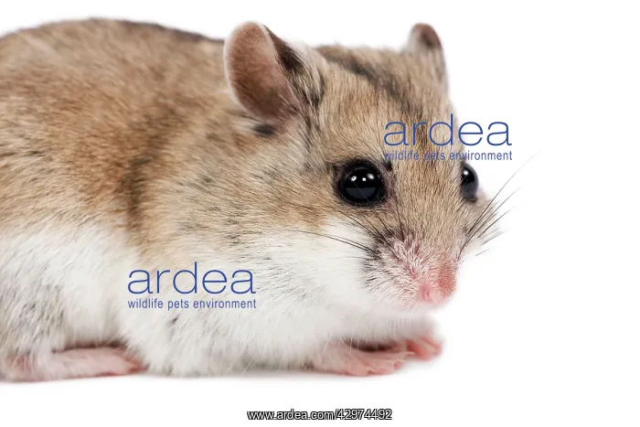  : Gerbil
