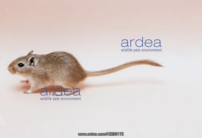 : GERBIL : GERBIL
